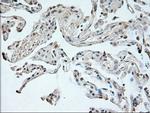 NEUROG1 Antibody in Immunohistochemistry (Paraffin) (IHC (P))