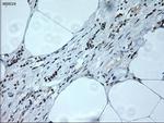 NEUROG1 Antibody in Immunohistochemistry (Paraffin) (IHC (P))