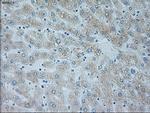 NEUROG1 Antibody in Immunohistochemistry (Paraffin) (IHC (P))