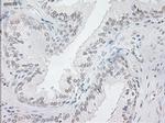 NEUROG1 Antibody in Immunohistochemistry (Paraffin) (IHC (P))