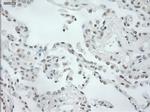 NEUROG1 Antibody in Immunohistochemistry (Paraffin) (IHC (P))