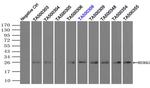 NEUROG1 Antibody in Immunoprecipitation (IP)