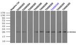 NEUROG1 Antibody in Immunoprecipitation (IP)