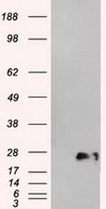 NEUROG1 Antibody in Western Blot (WB)