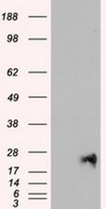 NEUROG1 Antibody in Western Blot (WB)