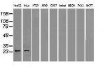 NEUROG1 Antibody in Western Blot (WB)
