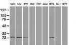 NEUROG1 Antibody in Western Blot (WB)