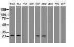 NEUROG1 Antibody in Western Blot (WB)