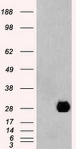 NEUROG1 Antibody in Western Blot (WB)