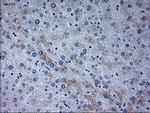 NEUROG3 Antibody in Immunohistochemistry (Paraffin) (IHC (P))