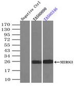 NEUROG3 Antibody in Immunoprecipitation (IP)