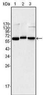NFkB p65 Monoclonal Antibody (6H7)