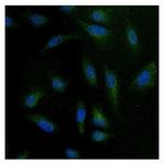 NFATC4 Polyclonal Antibody