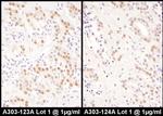 NFIC Antibody in Immunohistochemistry (IHC)