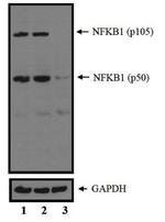 NFkB p50/p105 Polyclonal Antibody