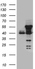 NFKBIE Antibody in Western Blot (WB)