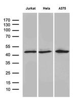 NFKBIE Antibody in Western Blot (WB)