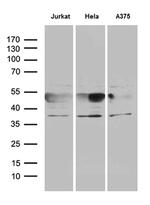 NFKBIE Antibody in Western Blot (WB)