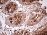 NFS1 Antibody in Immunohistochemistry (Paraffin) (IHC (P))