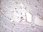 NFS1 Antibody in Immunohistochemistry (Paraffin) (IHC (P))