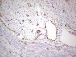 NFS1 Antibody in Immunohistochemistry (Paraffin) (IHC (P))
