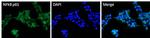 NFkB p65 Polyclonal Antibody