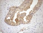 NGDN Antibody in Immunohistochemistry (Paraffin) (IHC (P))