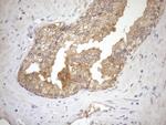 NGDN Antibody in Immunohistochemistry (Paraffin) (IHC (P))