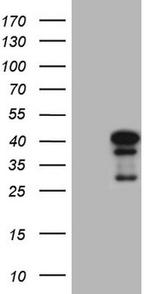 NGDN Antibody in Western Blot (WB)