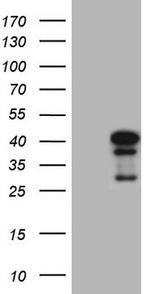 NGDN Antibody in Western Blot (WB)