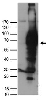 NGFR Antibody in Western Blot (WB)