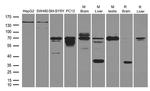 NGFR Antibody in Western Blot (WB)