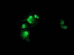 NHEJ1 Antibody in Immunocytochemistry (ICC/IF)