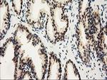 NHEJ1 Antibody in Immunohistochemistry (Paraffin) (IHC (P))