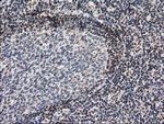 NHEJ1 Antibody in Immunohistochemistry (Paraffin) (IHC (P))