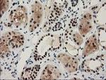 NHEJ1 Antibody in Immunohistochemistry (Paraffin) (IHC (P))