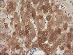 NHEJ1 Antibody in Immunohistochemistry (Paraffin) (IHC (P))