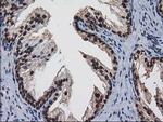 NHEJ1 Antibody in Immunohistochemistry (Paraffin) (IHC (P))