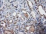 NHEJ1 Antibody in Immunohistochemistry (Paraffin) (IHC (P))