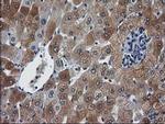NHEJ1 Antibody in Immunohistochemistry (Paraffin) (IHC (P))
