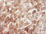 NHEJ1 Antibody in Immunohistochemistry (Paraffin) (IHC (P))