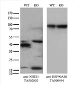 NHEJ1 Antibody in Western Blot (WB)