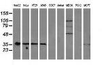 NHEJ1 Antibody in Western Blot (WB)