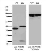 NHEJ1 Antibody in Western Blot (WB)