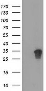 NHEJ1 Antibody in Western Blot (WB)