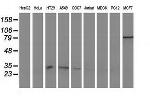 NHEJ1 Antibody in Western Blot (WB)