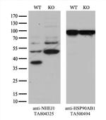 NHEJ1 Antibody in Western Blot (WB)