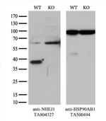 NHEJ1 Antibody in Western Blot (WB)
