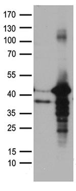 NHEJ1 Antibody in Western Blot (WB)