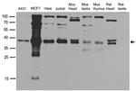 NHEJ1 Antibody in Western Blot (WB)